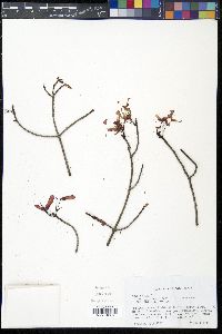 Acer rubrum var. trilobum image