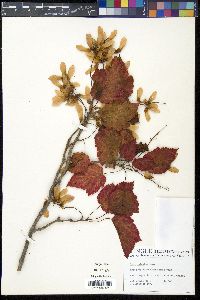 Acer spicatum image