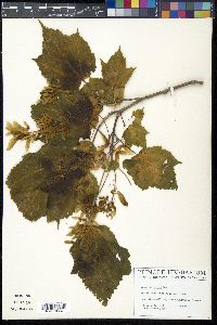 Acer spicatum image