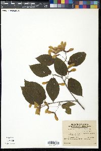 Acer carpinifolium image