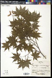 Acer palmatum var. amoenum image
