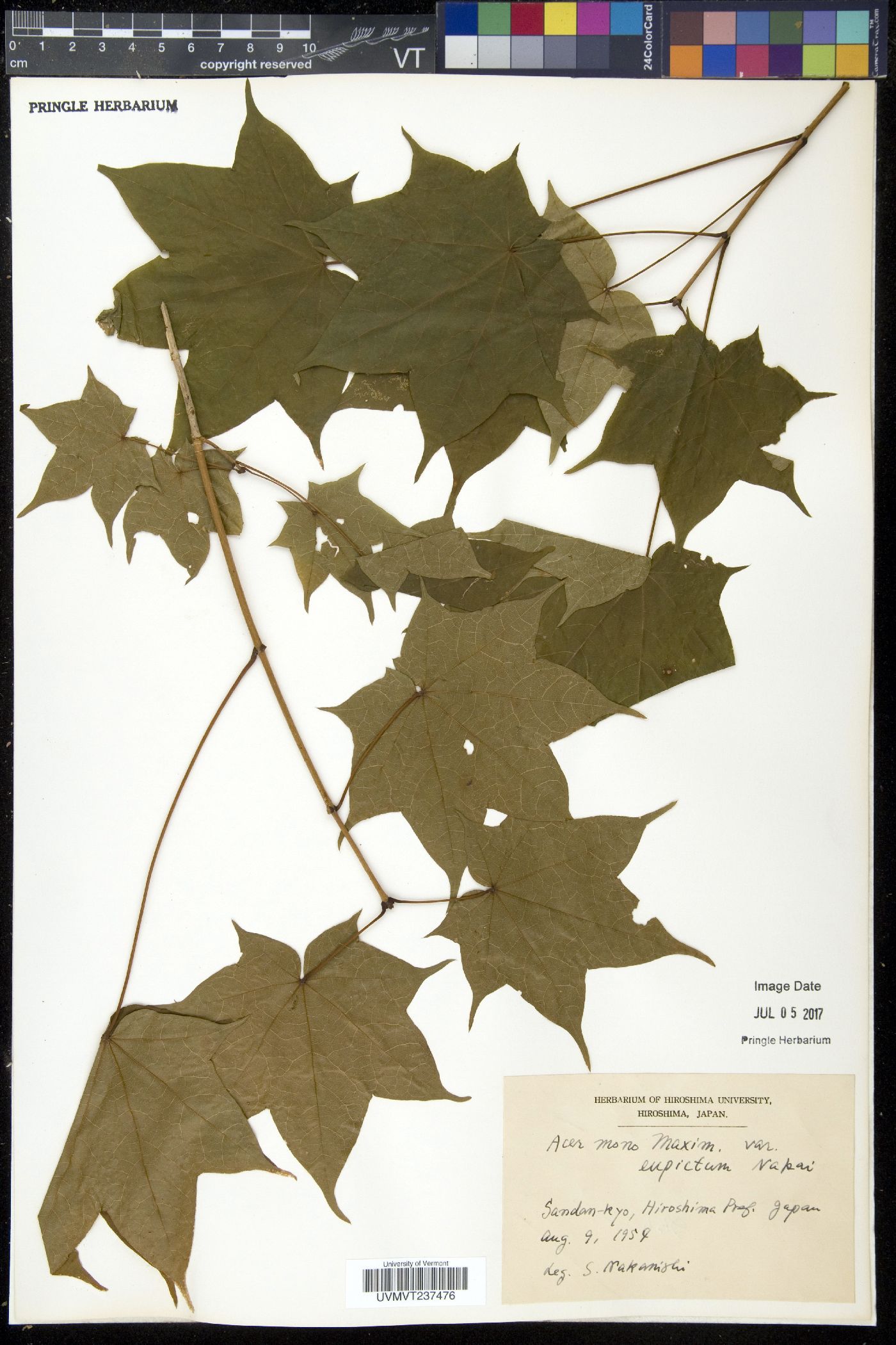 Acer pictum image