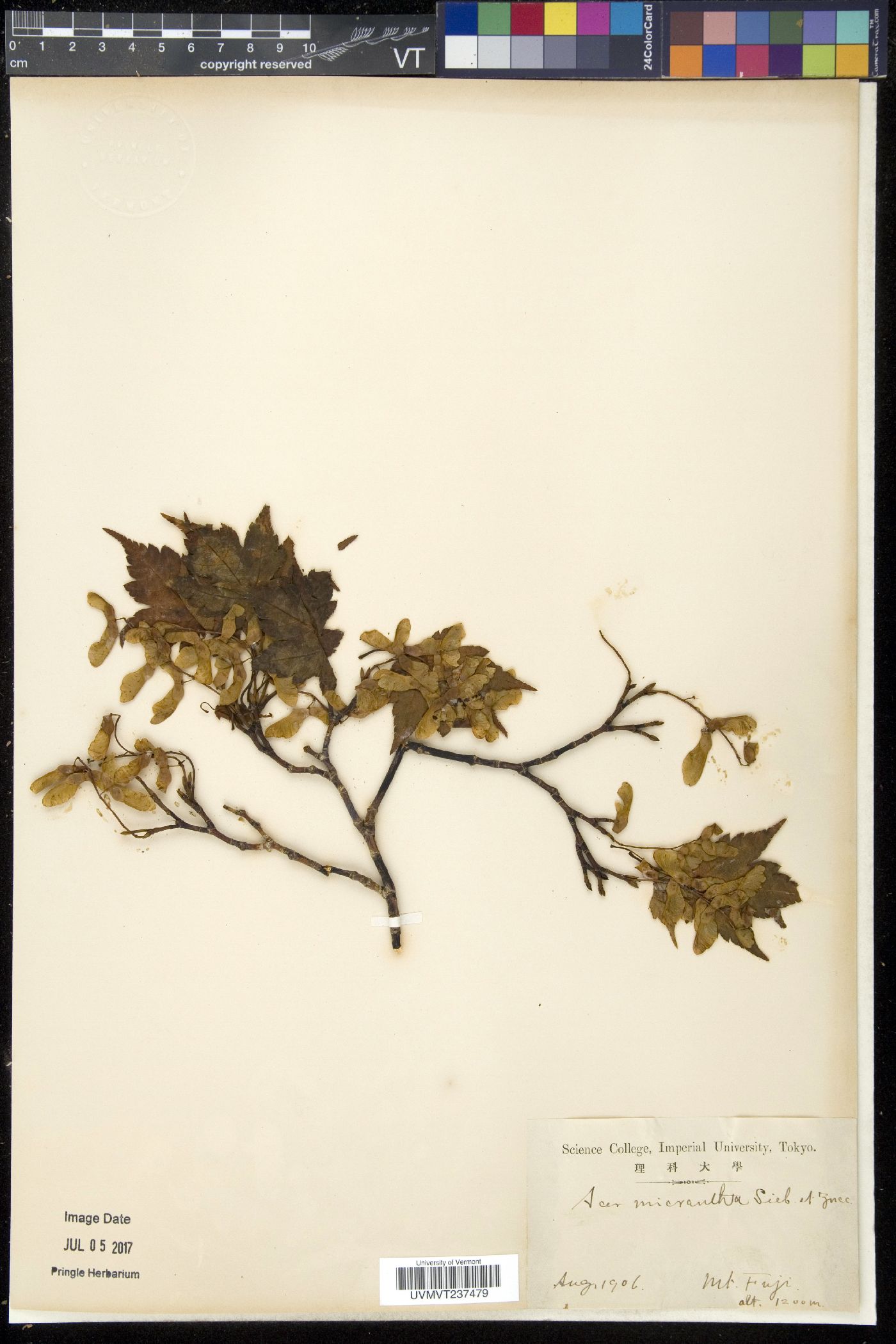 Acer micranthum image