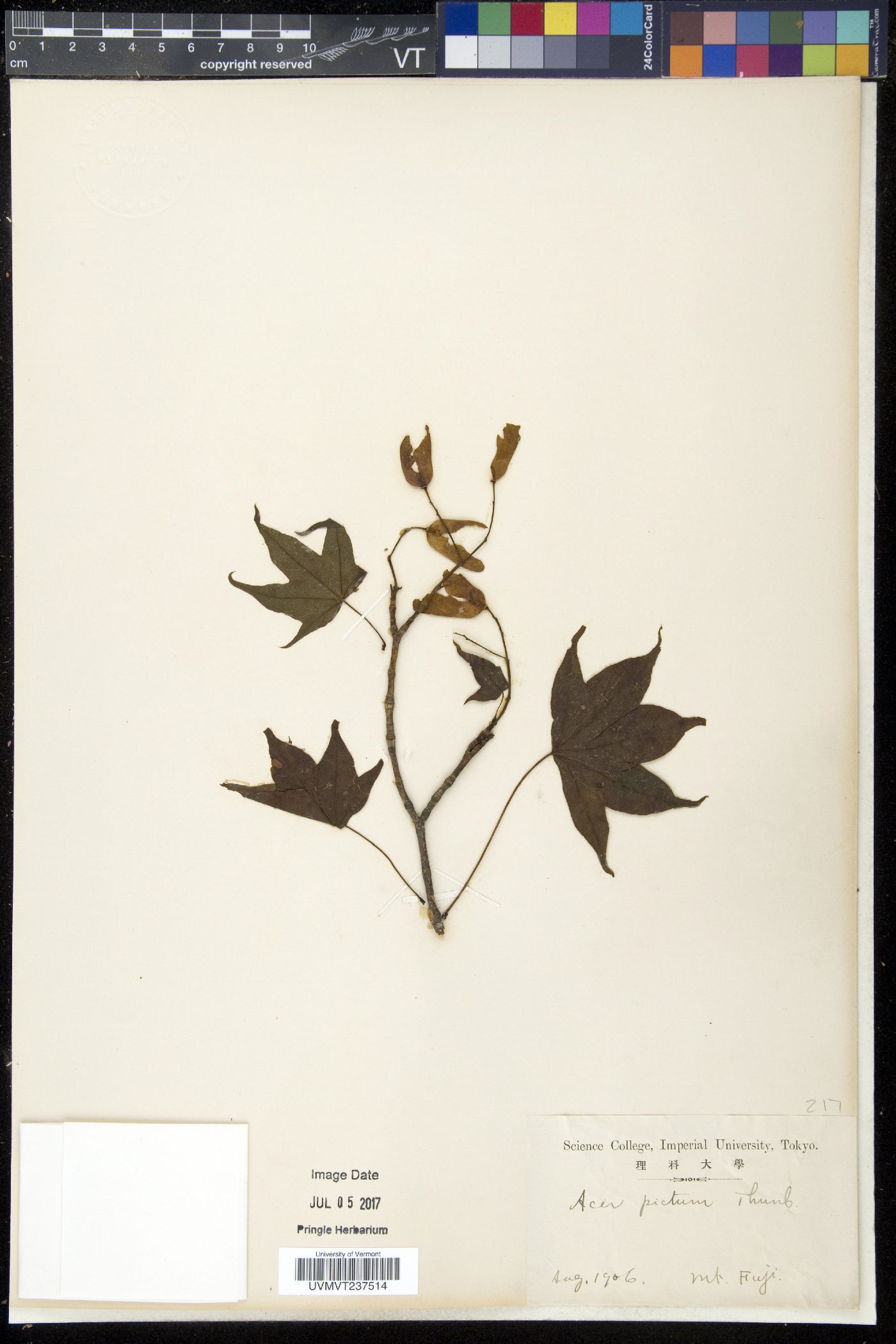 Acer pictum image