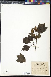 Acer trifidum image