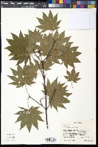 Acer sieboldianum image