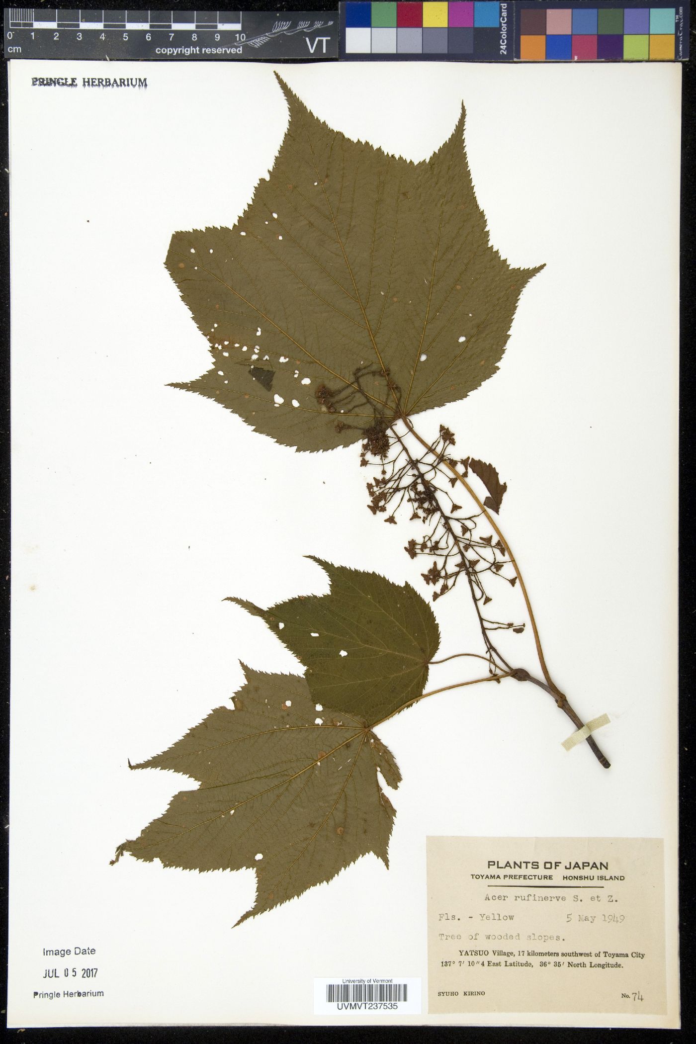 Acer rufinerve image