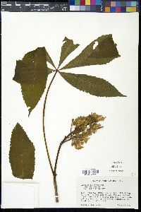 Aesculus flava image