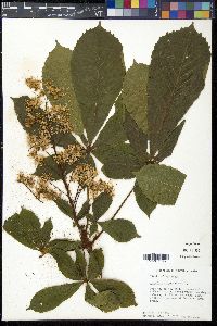 Aesculus hippocastanum image