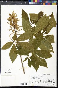 Aesculus sylvatica image