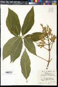 Aesculus sylvatica image