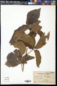 Allophylus ternatus image