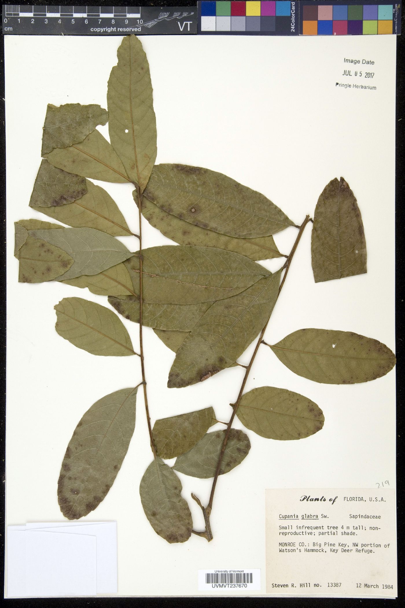 Cupania glabra image