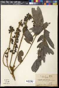 Lepisanthes rubiginosa image