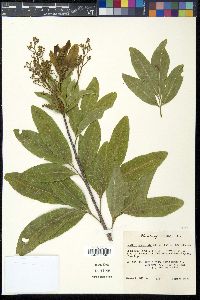 Exothea paniculata image