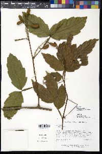 Paullinia pinnata image