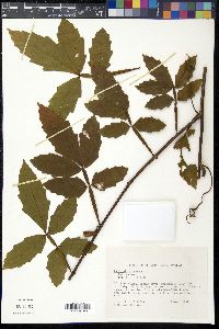 Paullinia pinnata image