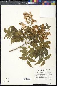 Sapindus saponaria var. drummondii image