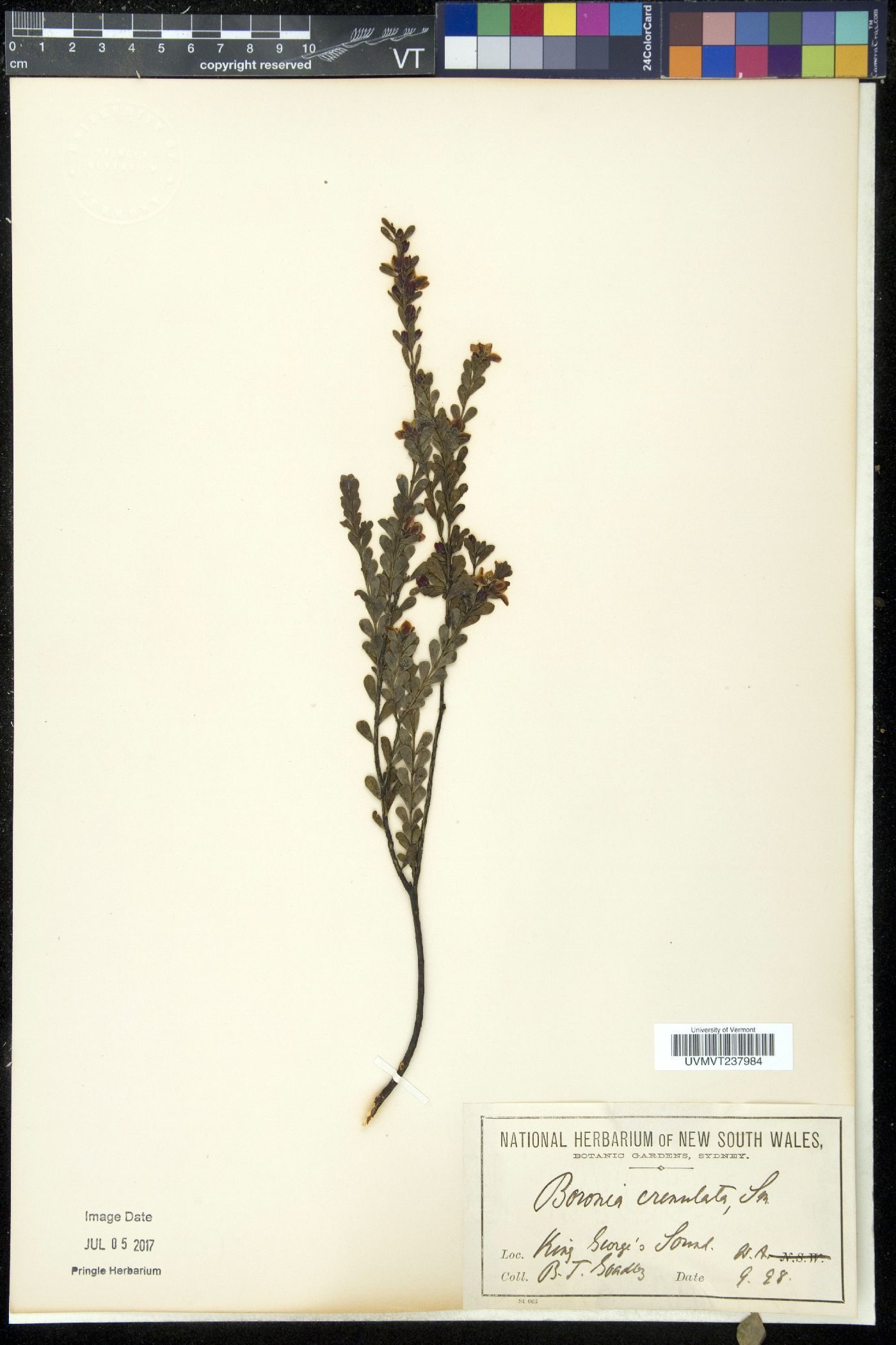Boronia image