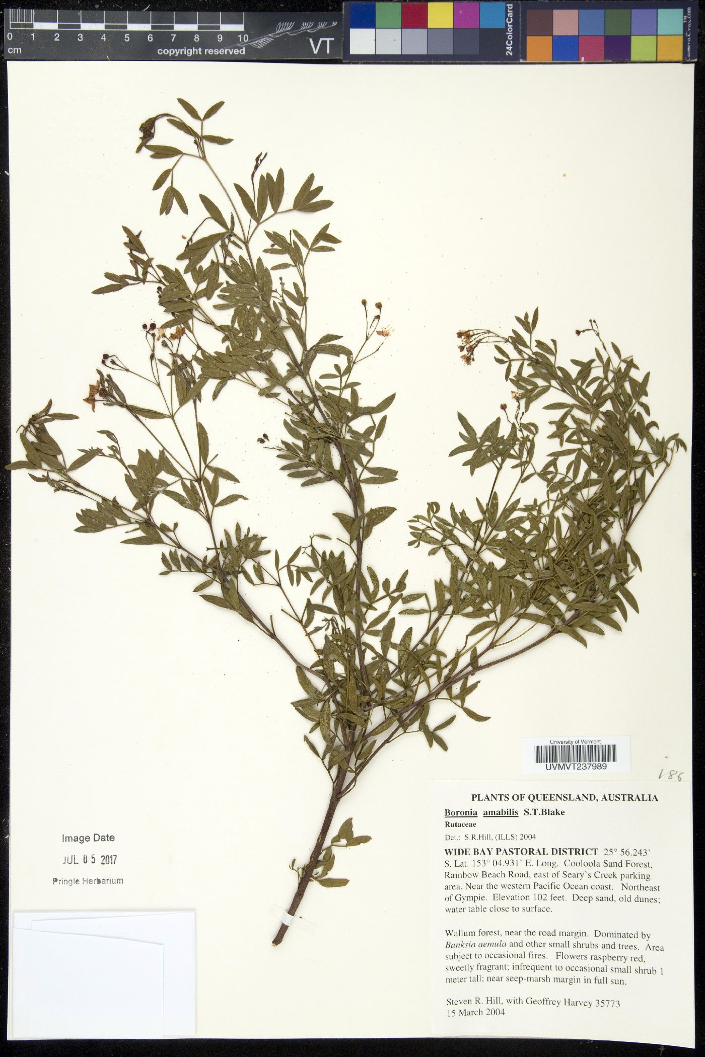 Boronia amabilis image