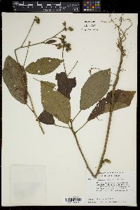 Pavonia rosea image