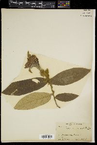Pterospermum semisagittatum image