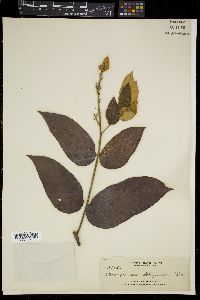 Pterospermum obliquum image