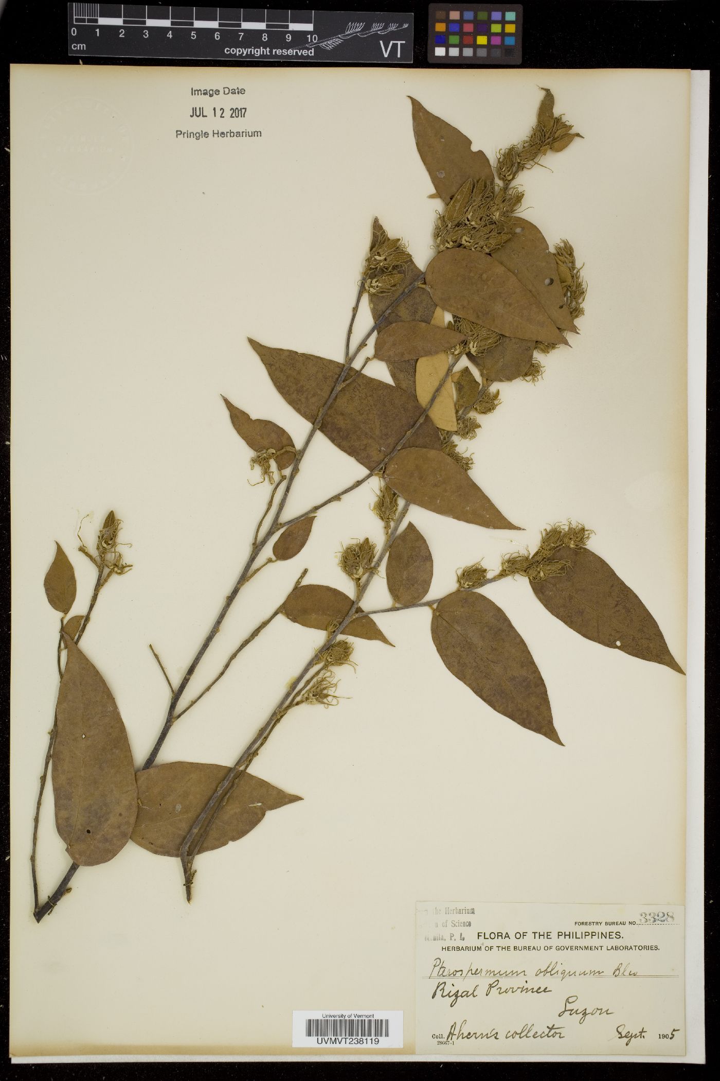 Pterospermum obliquum image
