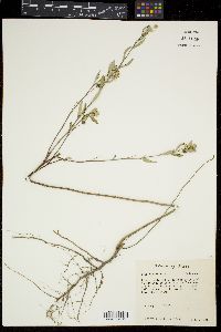 Sida rhombifolia image