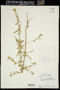 Sida salviifolia image