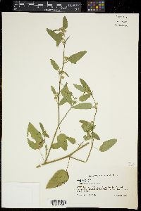 Sida spinosa image