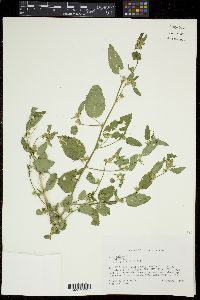 Sida spinosa image