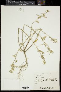 Sida spinosa image