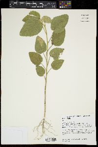 Sida cordifolia image