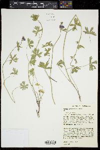 Sidalcea glaucescens image