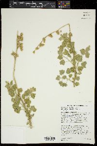 Sphaeralcea ambigua subsp. rugosa image