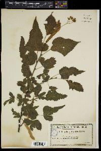 Tilia platyphyllos image