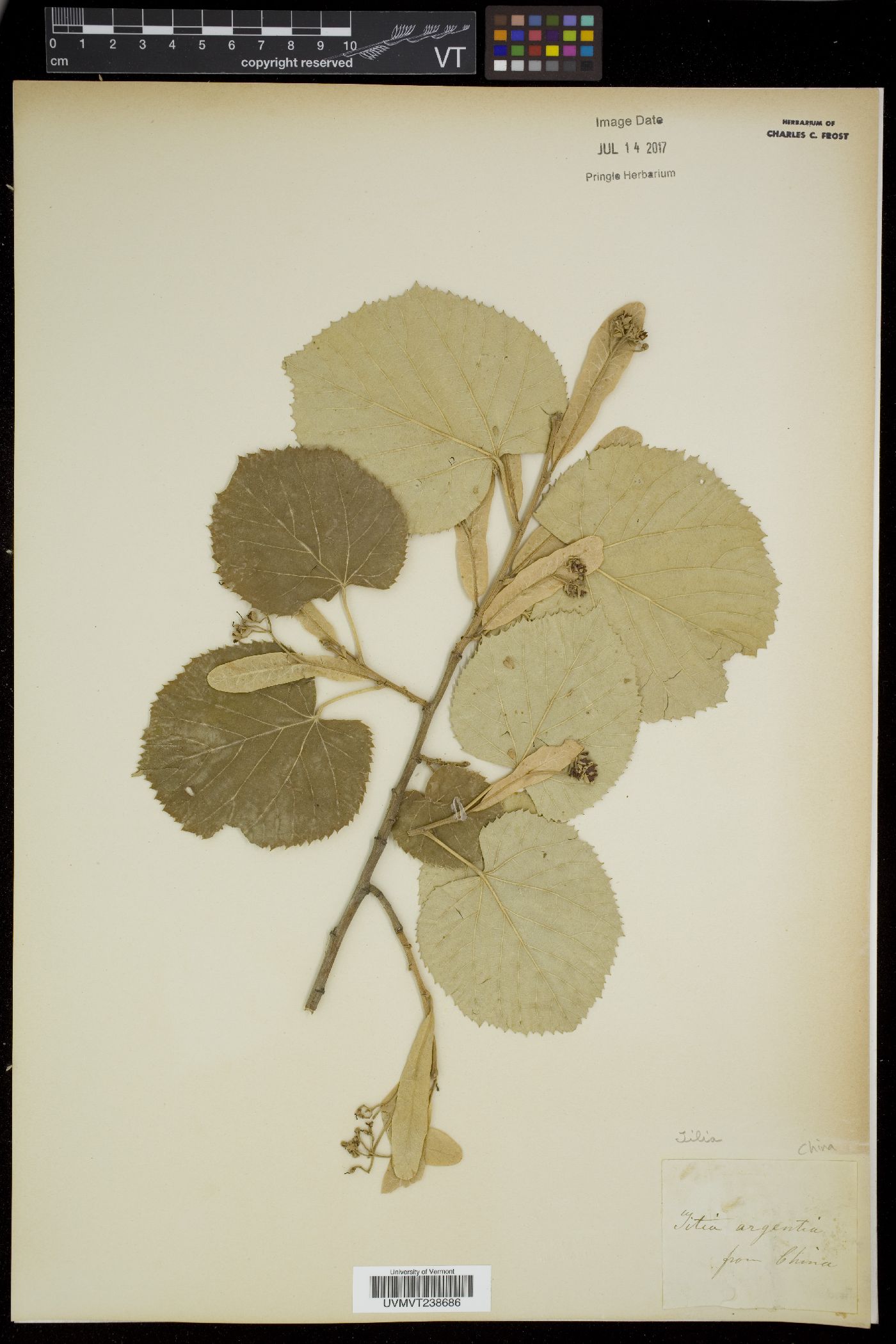 Tilia argentea image