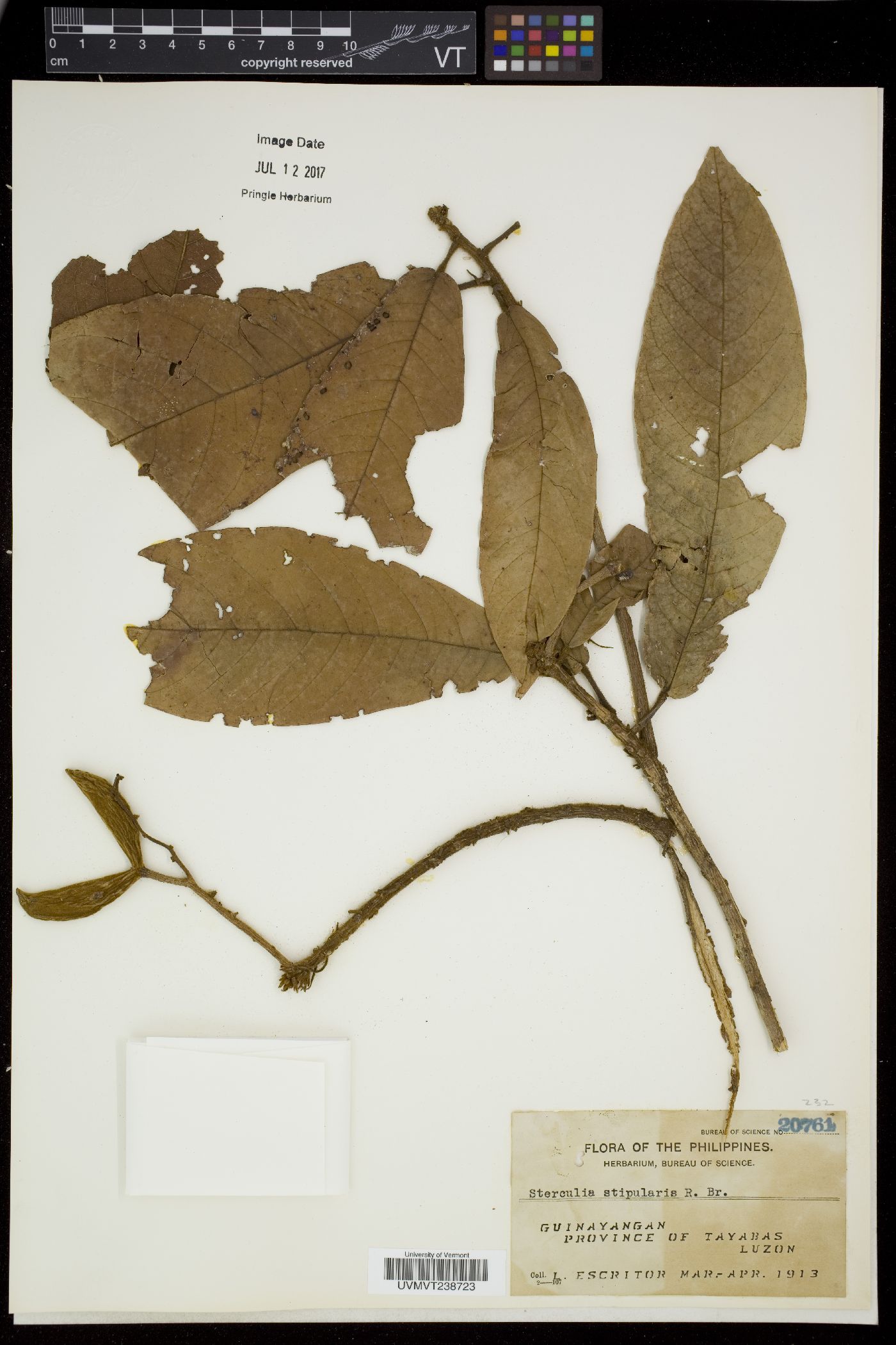 Sterculia rubiginosa image