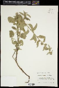 Waltheria indica image