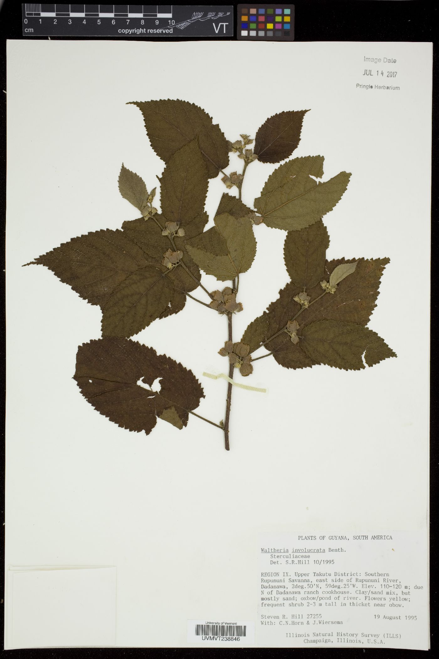 Waltheria involucrata image