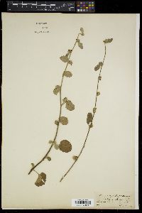 Waltheria indica image