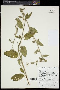 Waltheria indica image