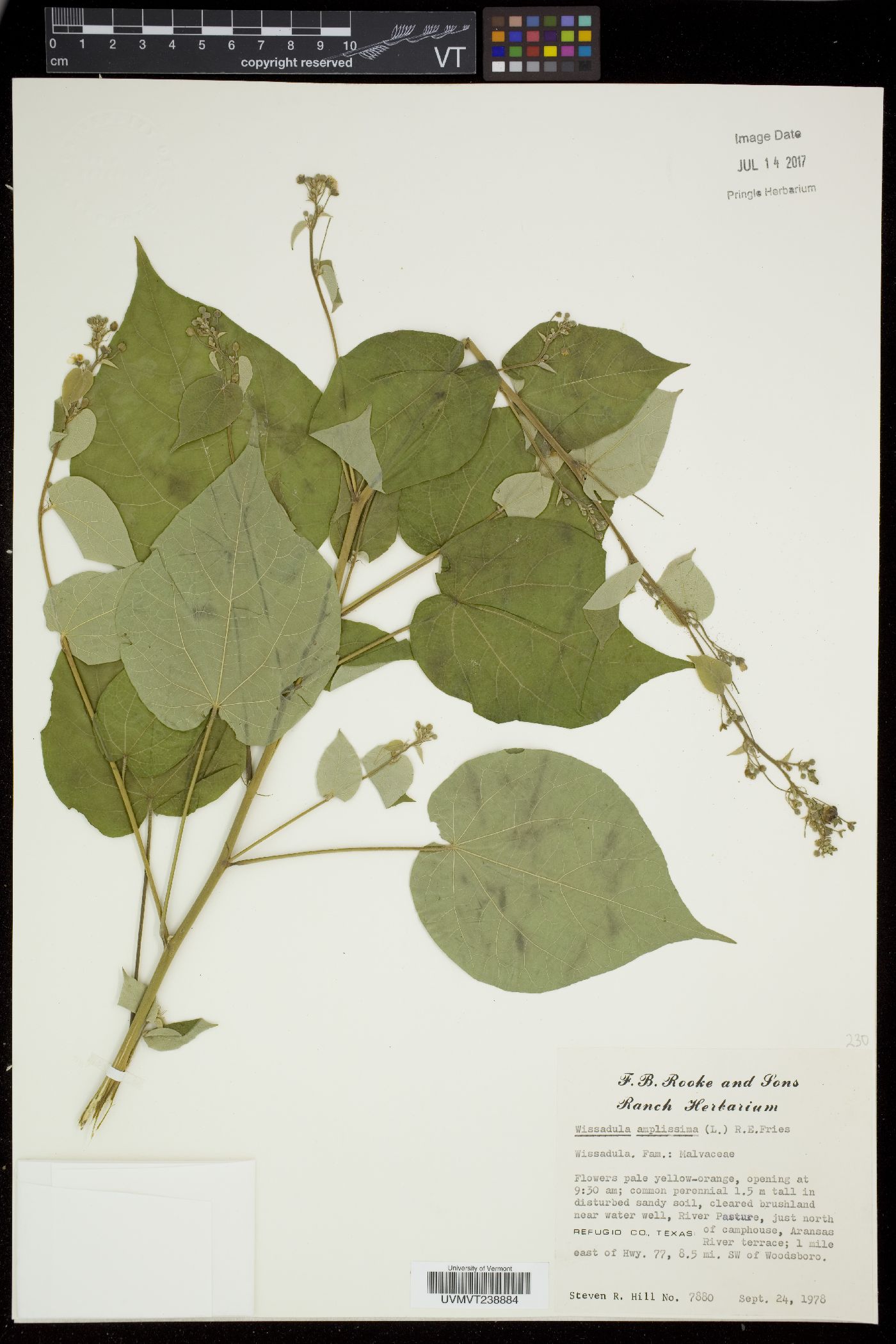 Wissadula amplissima image