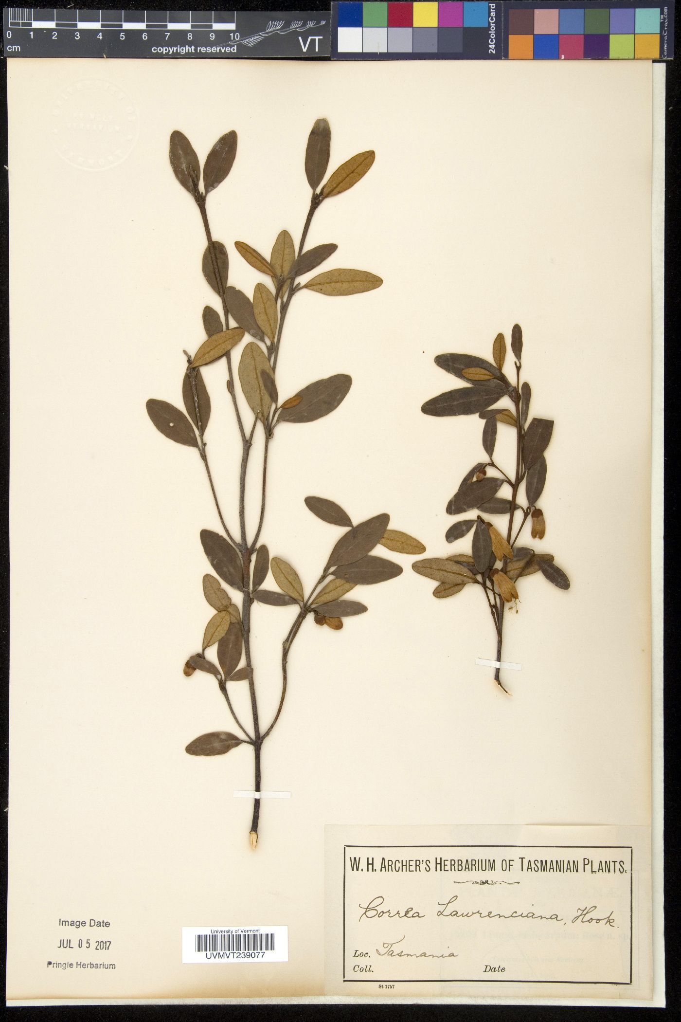 Corraea image
