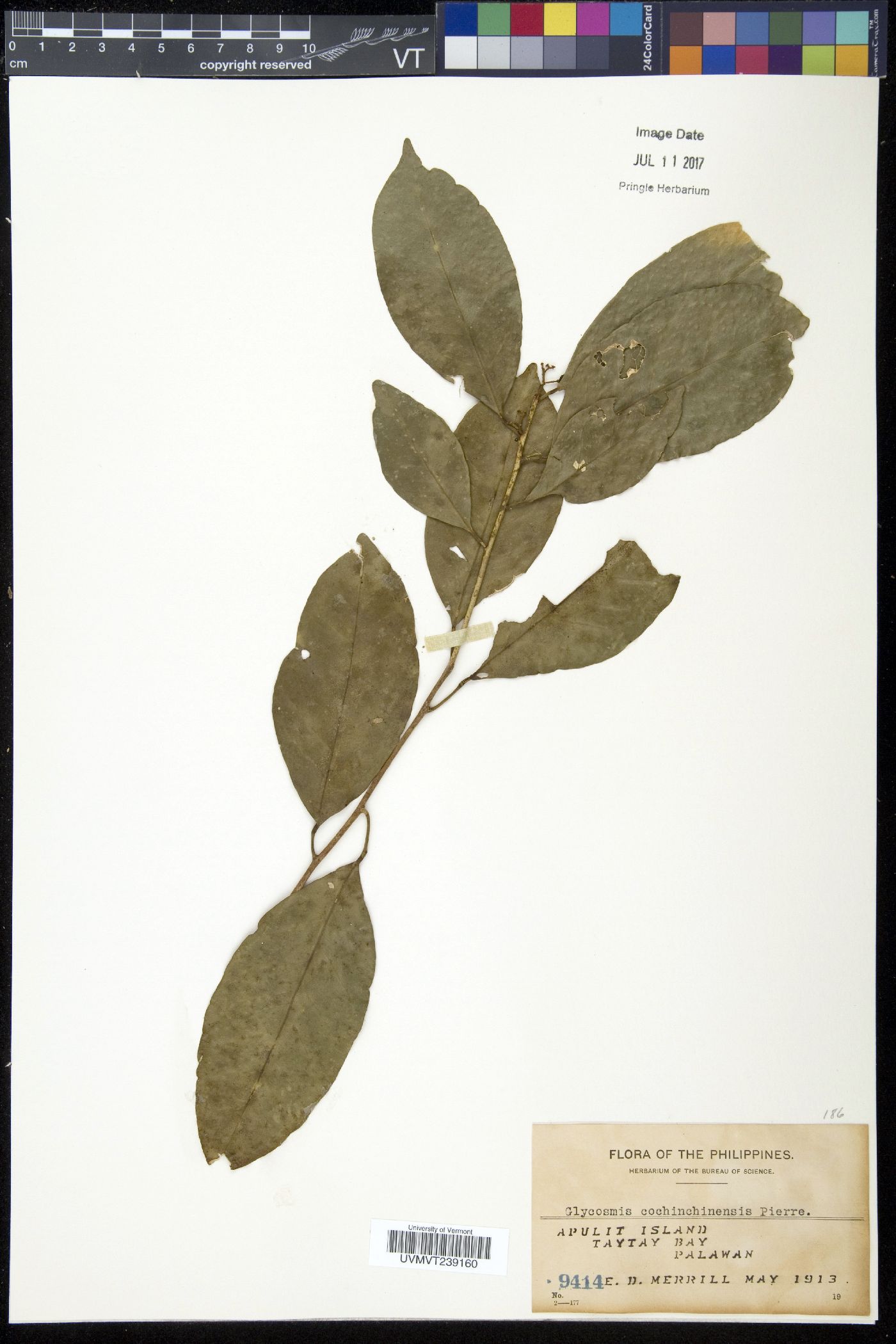Glycosmis cochinchinensis image