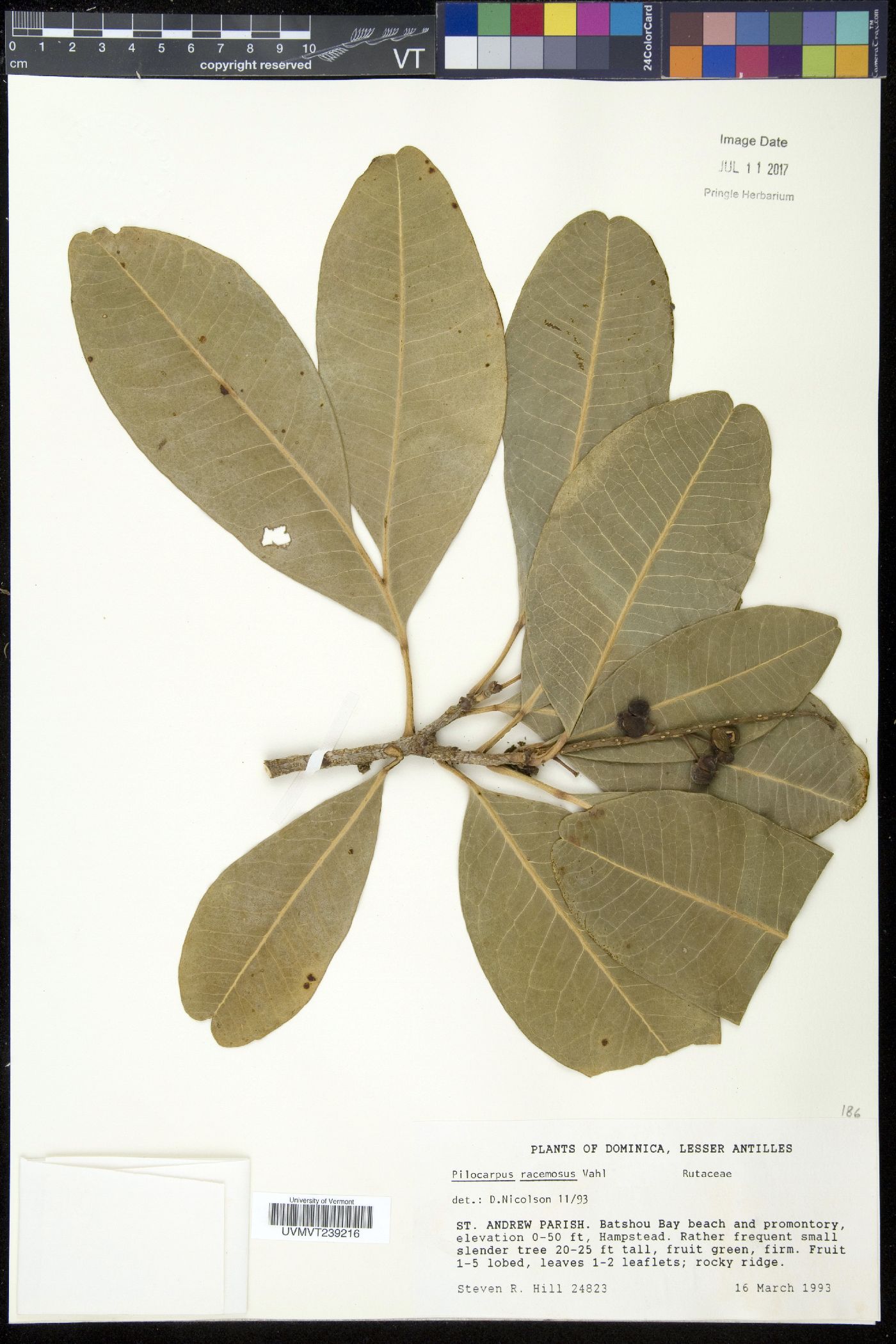 Pilocarpus racemosus image