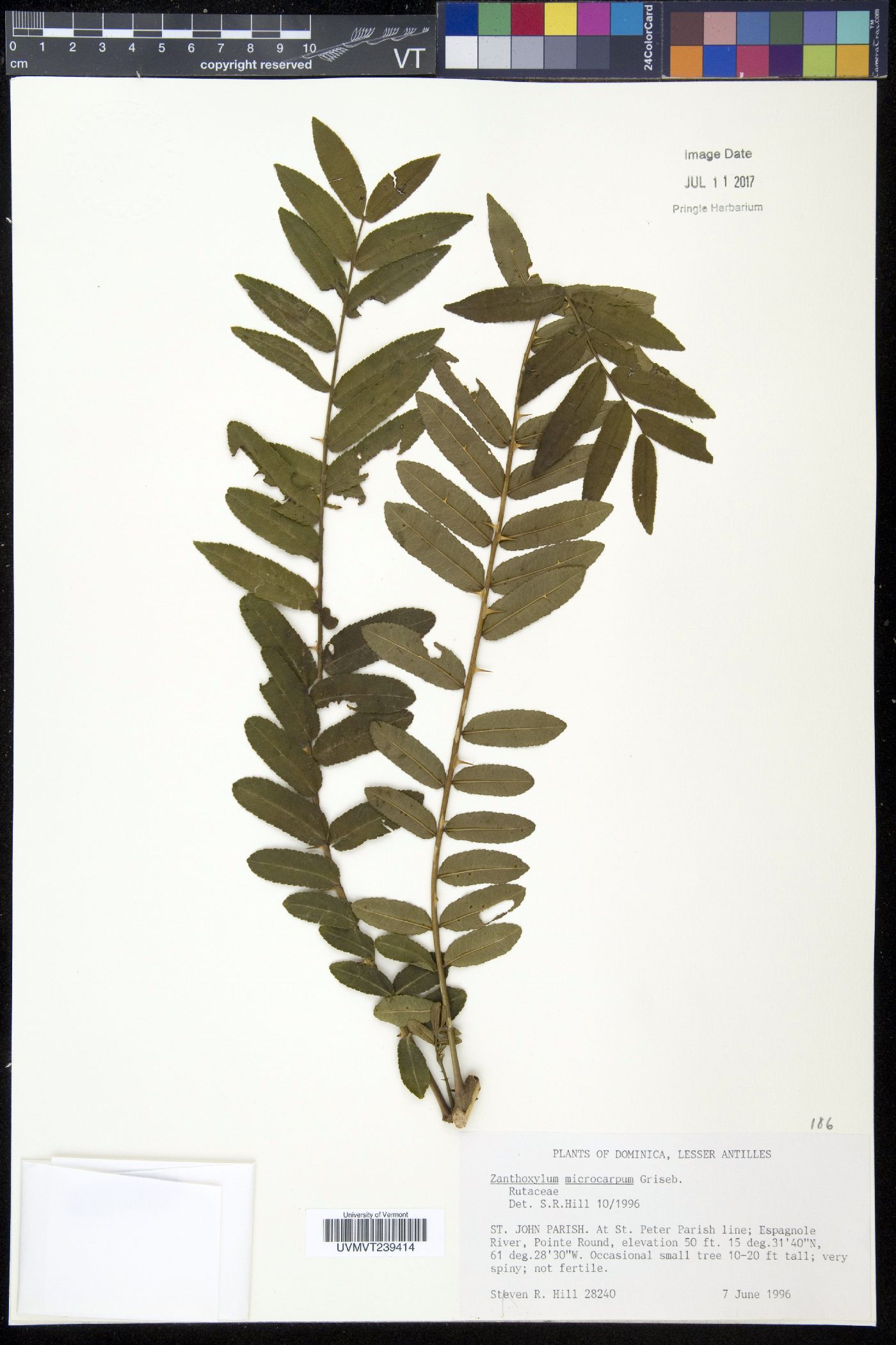 Zanthoxylum microcarpum image