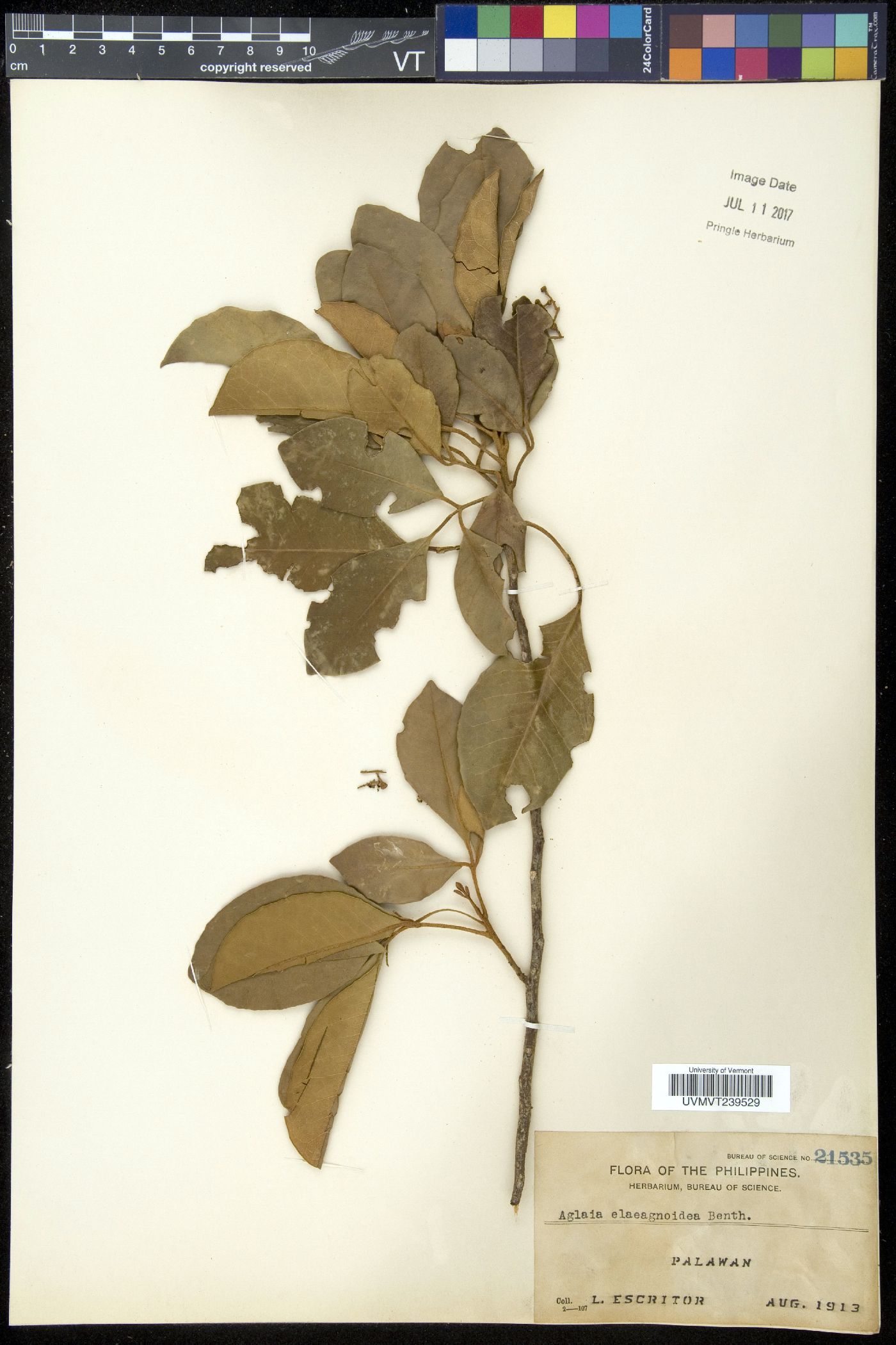 Aglaia elaeagnoidea image