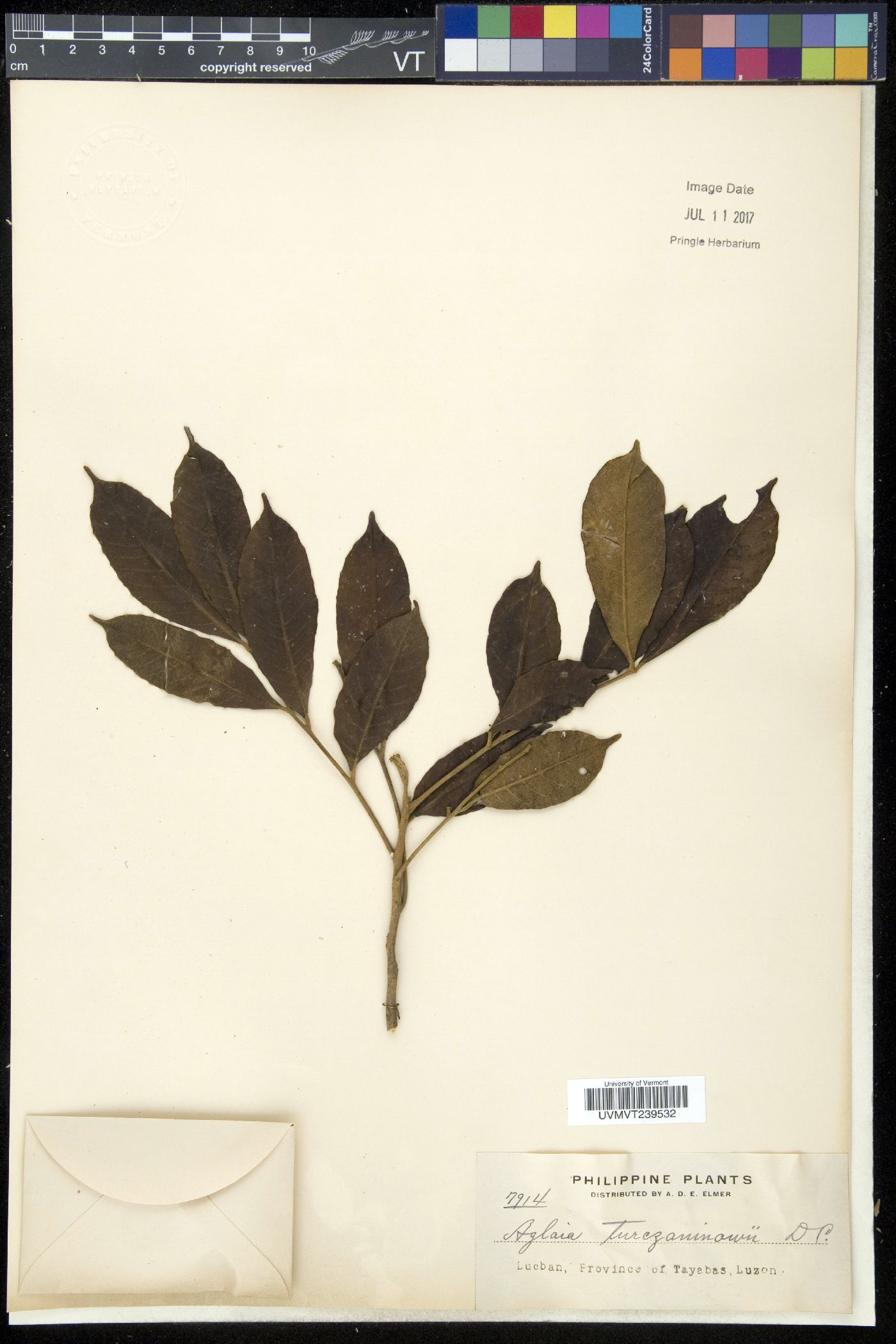 Aglaia lawii subsp. lawii image